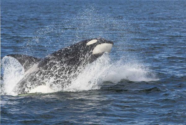 USA, Alaska Orca whale breaching